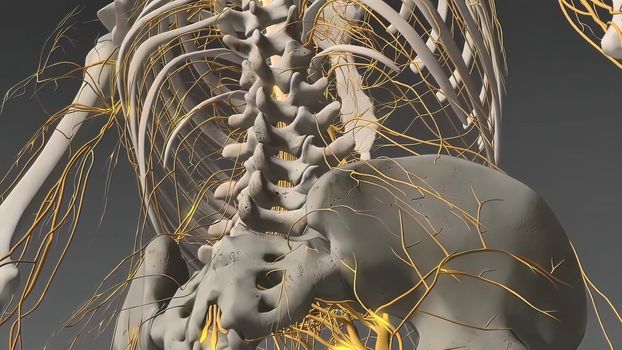 The Human nervous system 3d medical