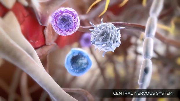 blood- brain barrier and central nervous system