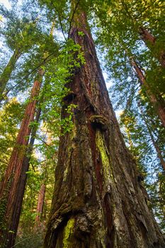 Looking up at old Redwood tree in ancient forest