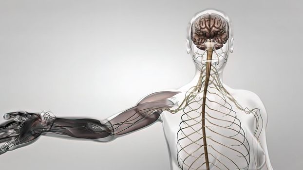 The Human nervous system 3d medical