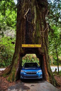 Subaru Crosstrek view parked inside a Redwood tree