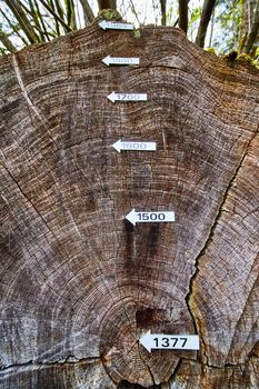 Rings of Redwood tree marked by age to show centuries