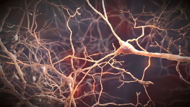 Neuron signals in the brain
