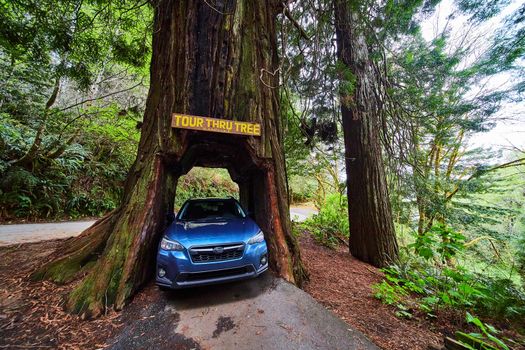 Redwood tree fits blue Subaru Crosstrek inside