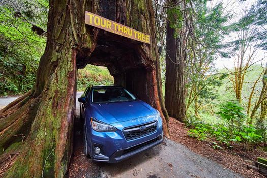 Redwood tree that fits Subaru Crosstrek inside