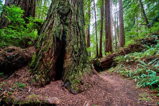 Nook in ancient Redwood tree that can fit a person along trail