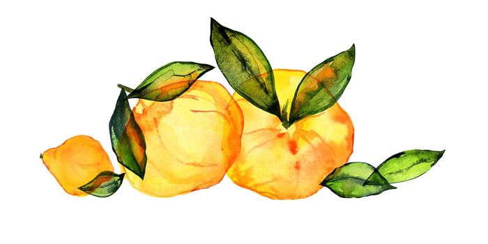 Citrus fruits composition by watercolor