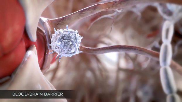 blood- brain barrier and central nervous system
