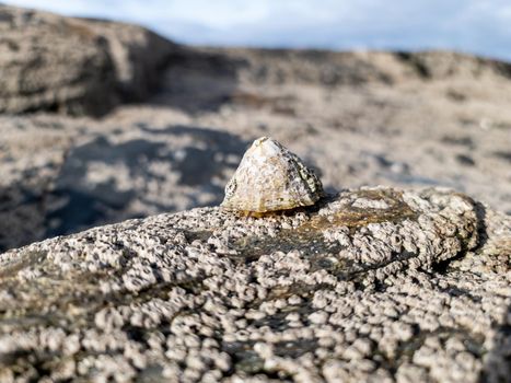 The Common Limpet, Patella vulgata, Sea Mollusc, is an aquatic snail with uncommonly strong teeth.