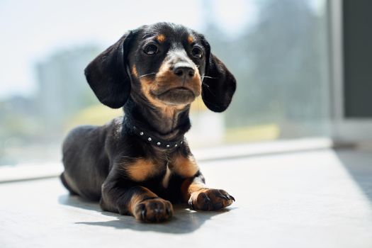 Black, cute dachshund lying indoors, looking up, raising head, interested, thoughtful.