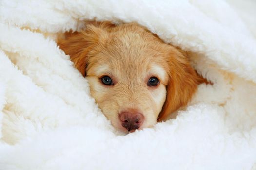 hovawart puppy. Cute Muzzle sleeping puppy looks out from under white blankets.