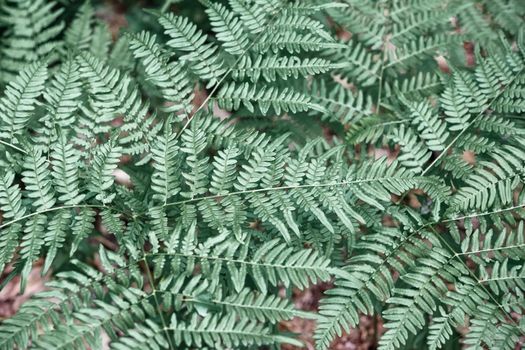 Beautiful ferns leaves, green foliage natural, floral fern background.