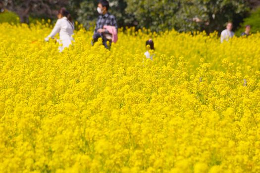 Rape flowers and people (Hamaka Miya Garden)