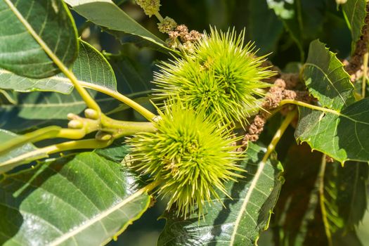 Green spiky hedgehogs of chestnut fruit on the tree