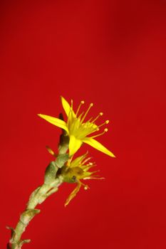Yellow star flower blossom close up modern botanical background sedum lanceolatum family crassulaceae high quality big size prints