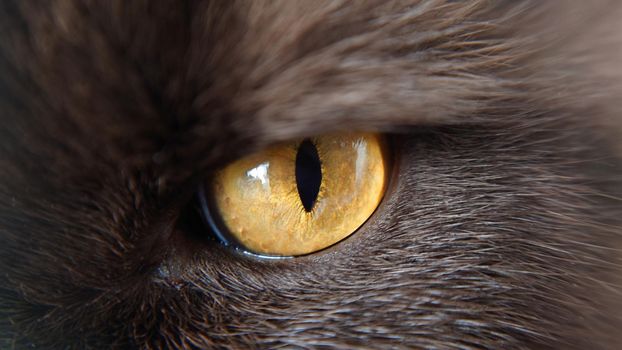 Macro yellow eyes of the British cat breed