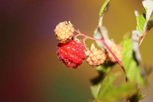 Wild red berry fruit close up modern botanical background rubus occidentalis family rosaceae high quality big size eating print