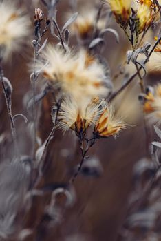 Fluffy plant with dried tiny flowers