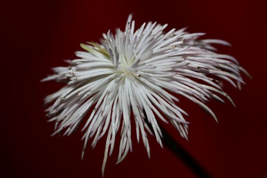 White flower blossoming close up botanical background clematis viticella family ranunculaceae big size high quality print