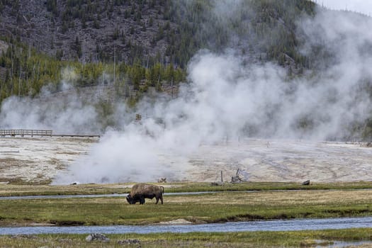 Bison grazes in Yellowstone Park