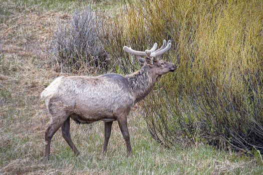 Majestic elk in a meadow.