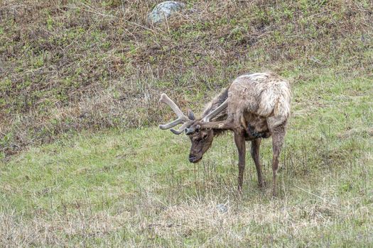 Elk rubs the velvet off its antlers.