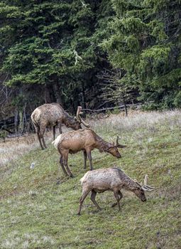 Three elk grazing on a hill.