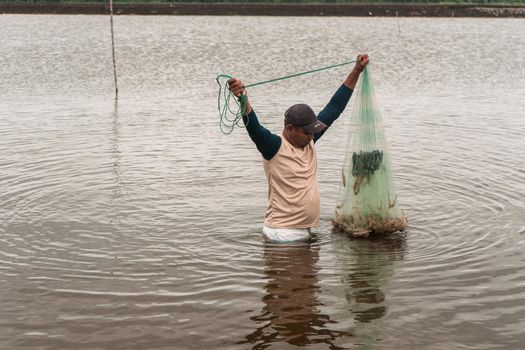 Latino fisherman retrieving a fishing net filled with farmed shrimp