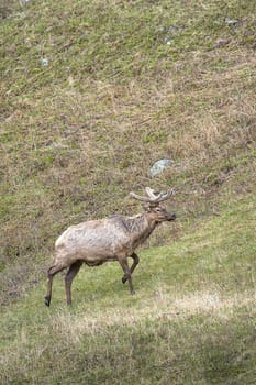 Elk moves up a hill.