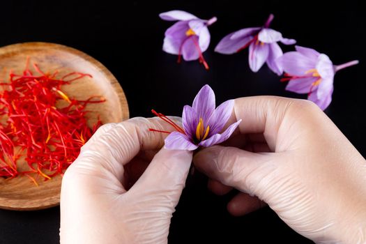 Woman in latex gloves plucks a saffron stamen from a crocus on a black background, in a wooden plate many stamens