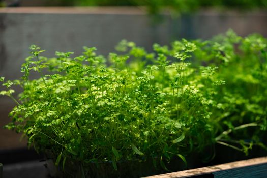 Close up of fresh pea microgreen sprouts