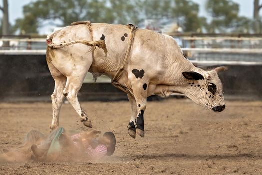 Cowboy Bucked Off Bucking Bull