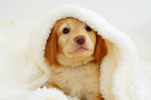 hovawart puppy. Cute Muzzle sleeping puppy looks out from under white blankets.