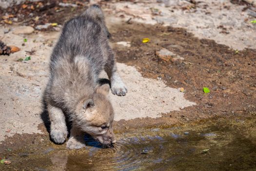 Arctic wolf cub drinking water, Canis lupus arctos