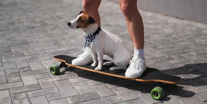 Caucasian woman riding a longboard along with dog jack russell terrier.
