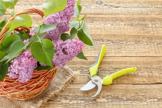 Wicker basket with lilac flowers and a pruner on wooden boards.