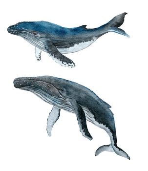 Watercolor illustration of humpback whale, large marine mammal animal. Sea ocean marine underwater wildlife, wild nature, ecology environment, acquatic endangered species.