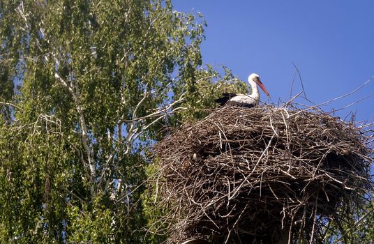 In the nest near the birch sits stork.