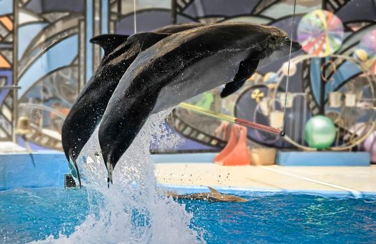 The performance of the dolphins in dolphinariums.