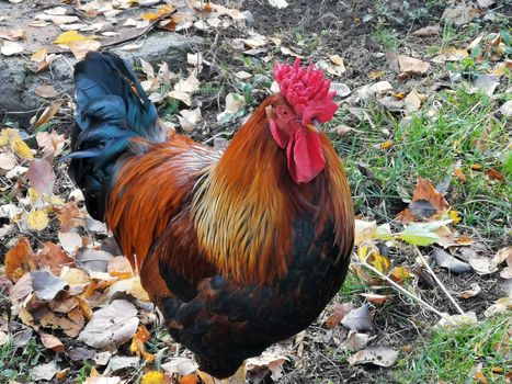Beautiful rooster with colorful feathers and tail