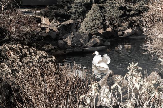 Lonely white Swan on the lake shore