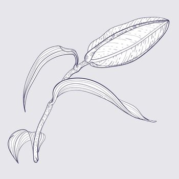 Oriental Lily Bud