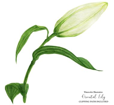 Bud of Oriental Lily watercolor