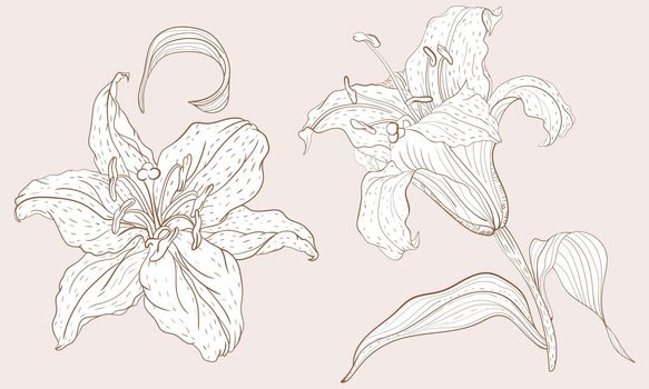 Oriental Lily inflorescence and steam flower