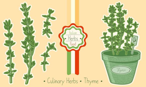 Food and culinary herb Thyme