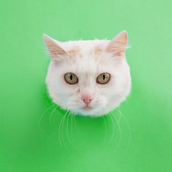 The muzzle of a white fluffy cat peeking out of a hole in green background.