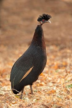 Crested guineafowl - South Africa