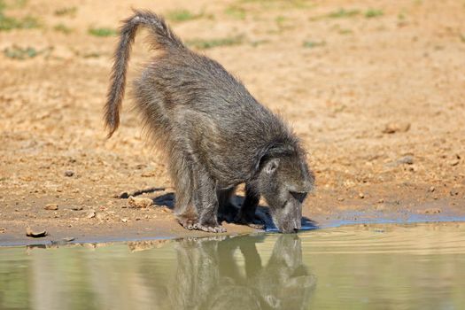 Chacma baboon drinking water