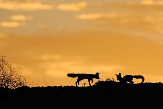 Cape foxes silhouetted at sunrise