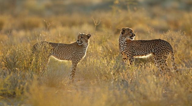 Cheetahs in natural habitat